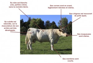 1,6 million de vaches Charolaise en france
