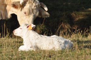 La Charolaise, une vache très maternelle
