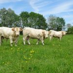 Vitrine à l’Herbe 2017: Cinq nouveaux taureaux disponibles à la vente