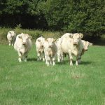 Vitrine à l’Herbe 2017: Engagement des vaches suitées