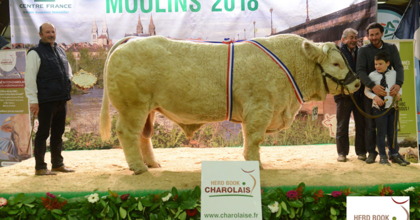 Herd Book Charolais Page 6 Sur 35 Premiere Race A Viande En