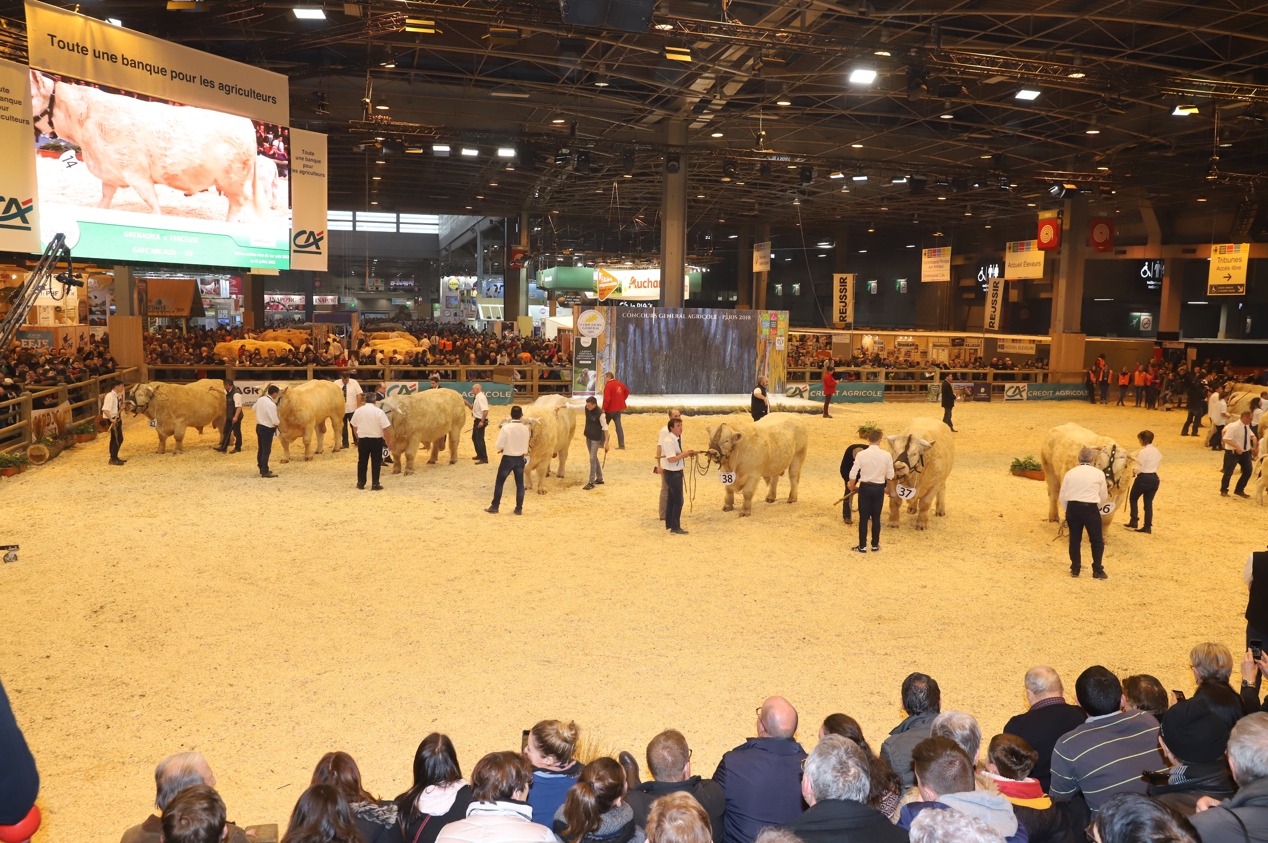 Concours General Agricole 2019 Herd Book Charolais