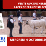 SOMMET DE L’ELEVAGE : VENTE AUX ENCHERES RACES DE FRANCE SELECTION