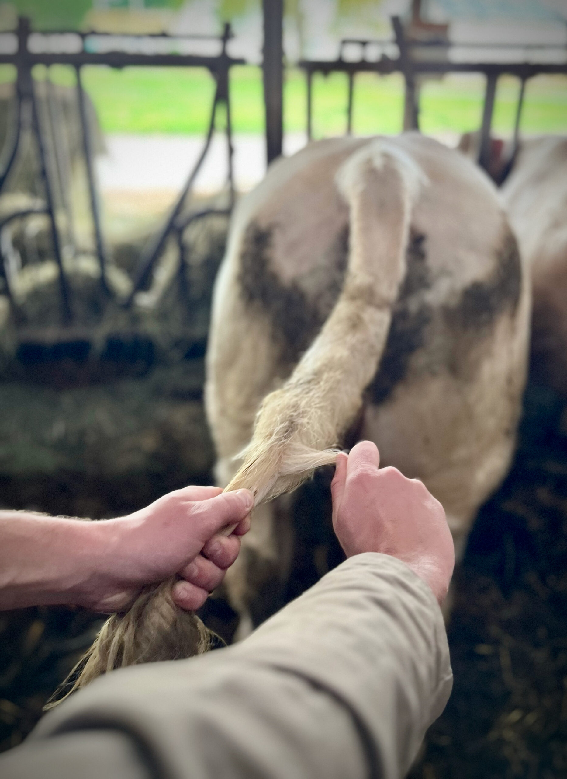 Lire la suite à propos de l’article L’ÉLEVEUR PRÉLEVEUR UNE FACILITÉ POUR PRÉLEVER DES ANIMAUX EN VUE D’EFFECTUER DES ANALYSES