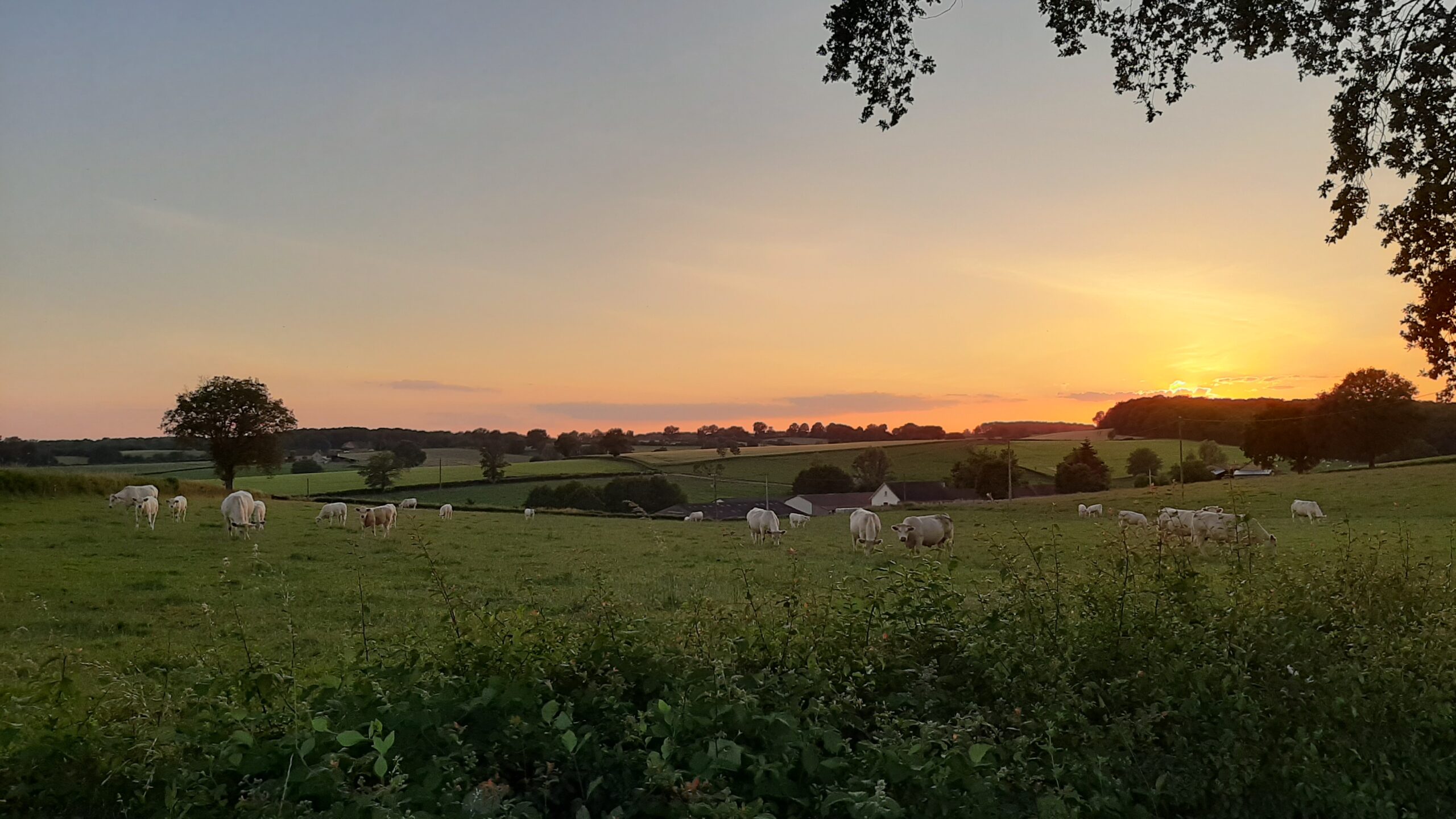 Lire la suite à propos de l’article RÉPARTITION DES VACHES CHAROLAISES SUR LE TERRITOIRE FRANÇAIS – OÙ EN EST VOTRE DÉPARTEMENT ?