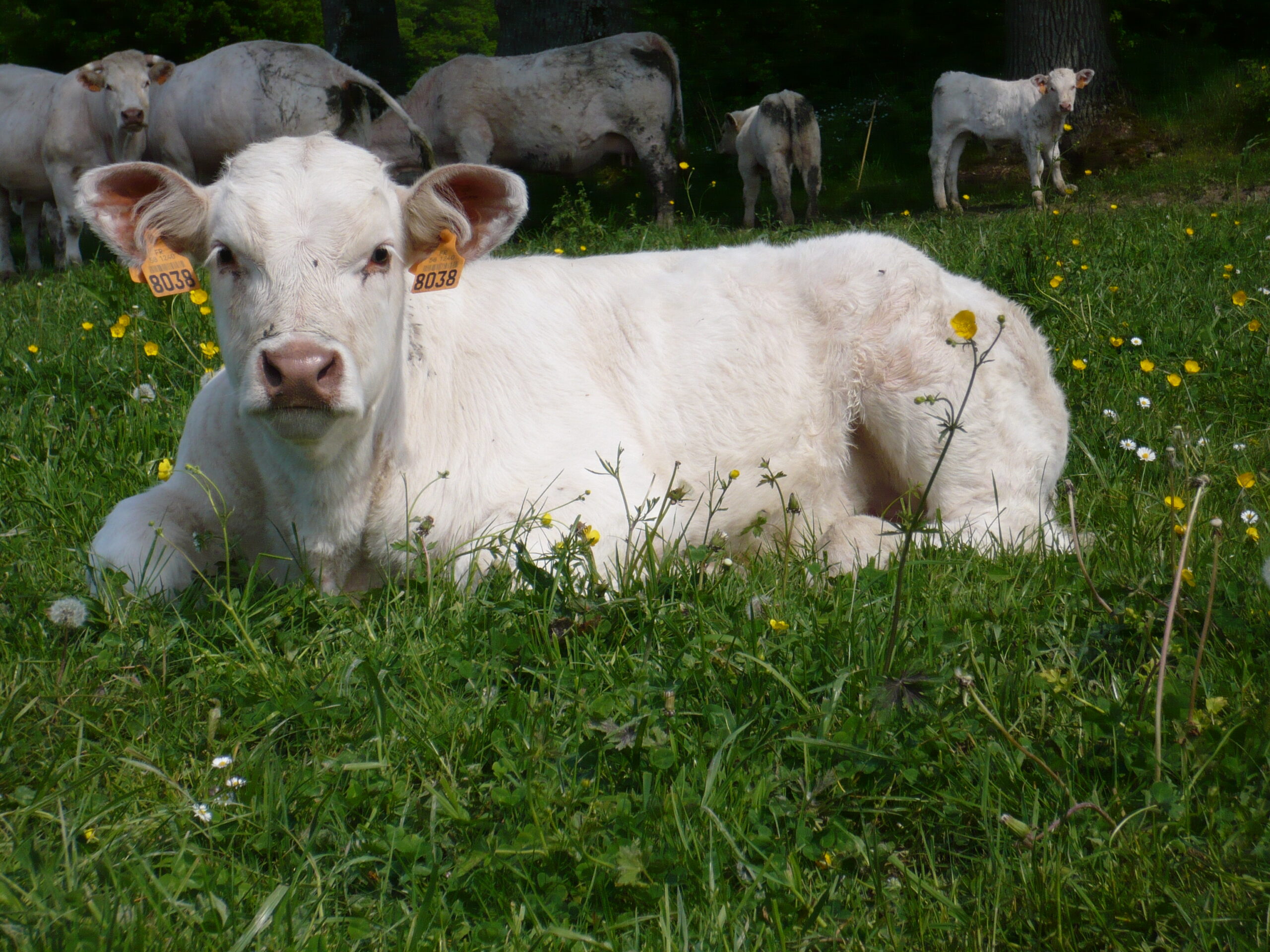 Lire la suite à propos de l’article UNE AMÉLIORATION DE LA SURVIE DES VEAUX CHAROLAIS GRÂCE AUX TRAVAUX DU PROGRAMME “BIEN NAÎTRE”