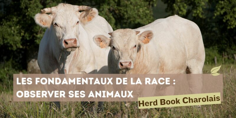 Lire la suite à propos de l’article TOUTE NOUVELLE FORMATION HBC, LES FONDAMENTAUX DE LA RACE : « OBSERVER SES ANIMAUX »